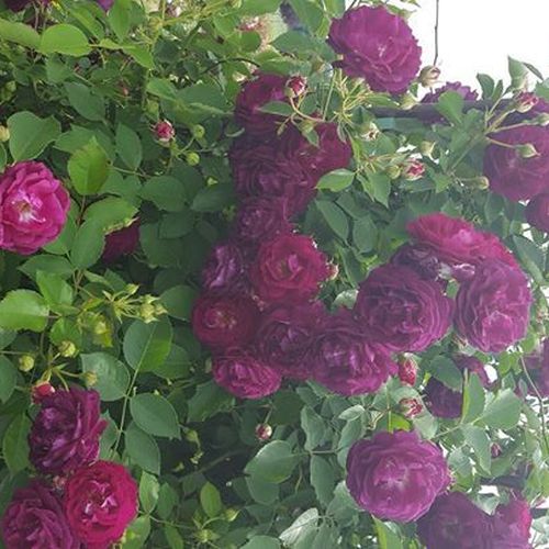 Rosa de fragancia intensa - Rosa - Rosengarten Zweibrücken - 